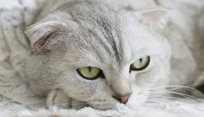 中国短跑名将苏炳添宣布退役